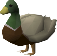 Drake (bird).png