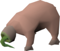 Frank (bloodveld).png