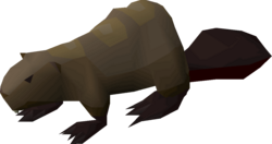 Beaver pet.png