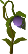 Strange plant.png