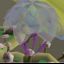 RuneGuru Pest Control Fiesta!!!